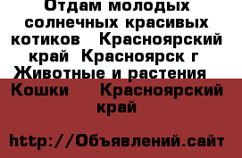 Отдам молодых солнечных красивых котиков - Красноярский край, Красноярск г. Животные и растения » Кошки   . Красноярский край